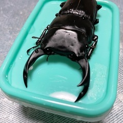 オオクワガタ能勢SR幼虫4頭の画像