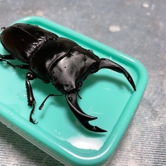 オオクワガタ能勢SR幼虫4頭の画像