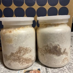 オオクワガタ能勢SR幼虫4頭の画像