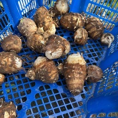 大地の恵、里芋、の画像