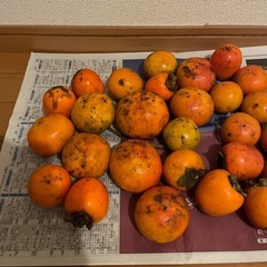 能勢産　　柿まとめての画像