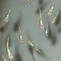 緑光 メダカ   8匹 600円の画像