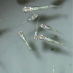 緑光 メダカ   8匹 600円の画像