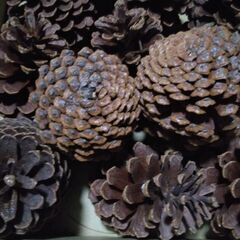 巨大 松ぼっくり 15個 木の実　の画像