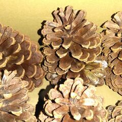 巨大 松ぼっくり 15個 木の実　の画像