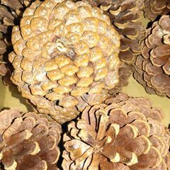 巨大 松ぼっくり 15個 木の実　の画像