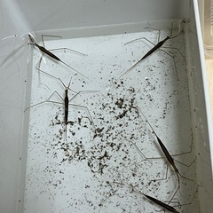 ミズカマキリ　昆虫の画像