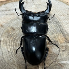 カブトムシクワガタの余品販売　色々あります！！さらに一度購入された方やお子様は全品500円引きの画像