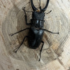 カブトムシクワガタの余品販売　色々あります！！さらに一度購入された方やお子様は全品500円引きの画像