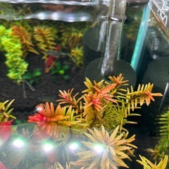 アクアリウム　水草　無農薬　スネールなし　5本セットの画像