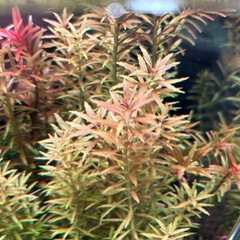 アクアリウム　水草　無農薬　スネールなし　5本セットの画像