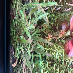 アクアリウム　水草　無農薬　スネールなし　5本セットの画像