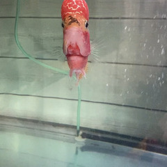 ゴールデンベースフラワーホーンの画像