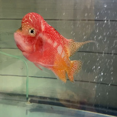 ゴールデンベースフラワーホーンの画像