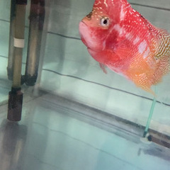 ゴールデンベースフラワーホーンの画像