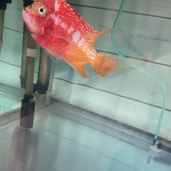 ゴールデンベースフラワーホーンの画像