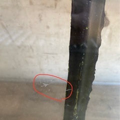 【レア＊限定品】jardin pamplemousse 植物アート 木製フレームの画像