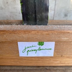 【レア＊限定品】jardin pamplemousse 植物アート 木製フレームの画像