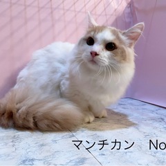 マンチカンの男の子①ご家族募集