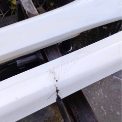 ローレル　サイドステップ　　の画像