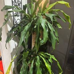 【受付終了】ドラセナ　マッサンゲアナ　観葉植物　塊根植物　多肉植物　ビザールプランツ　レアプランツ　ガーデニング　植物　グリーン　趣味　盆栽　葉　花　庭　草　インテリア　おしゃれ　飾り　園芸　の画像