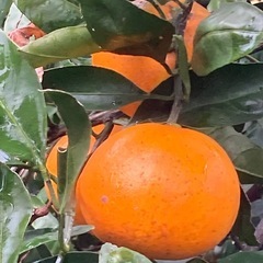 極美味❗️早生、青島みかんMIX販売の画像