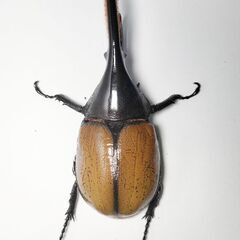 値下げ　ヘラクレスモリシマイ106mm♂オス単品　ヘラクレスオオカブト亜種　新成虫　計1匹　完品の画像