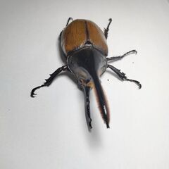 値下げ　ヘラクレスモリシマイ106mm♂オス単品　ヘラクレスオオカブト亜種　新成虫　計1匹　完品の画像