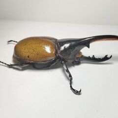 値下げ　ヘラクレスモリシマイ106mm♂オス単品　ヘラクレスオオカブト亜種　新成虫　計1匹　完品の画像