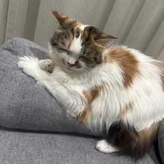 スコティッシュフォールド