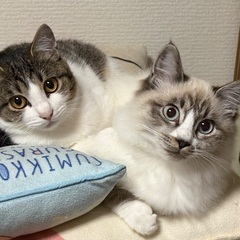 甘えるようになってきました！姉妹で迎えてもらえませんか。