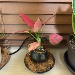 観葉植物の画像