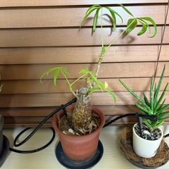 観葉植物の画像