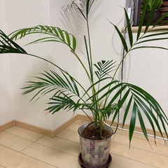 観葉植物の画像