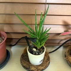 観葉植物の画像