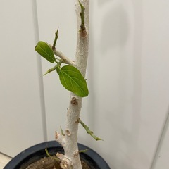 観葉植物　フィカス・ベンガレンシスの画像