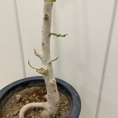 観葉植物　フィカス・ベンガレンシスの画像
