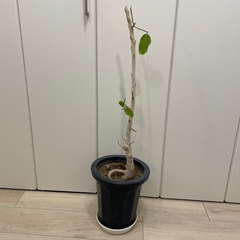 観葉植物　フィカス・ベンガレンシスの画像