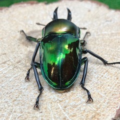 （オス単品）ニジイロクワガタ①の画像