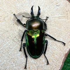 （オス単品）ニジイロクワガタ①の画像