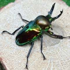 （オス単品）ニジイロクワガタ②の画像