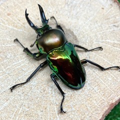 （オス単品）ニジイロクワガタ②の画像