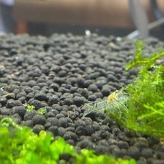 シュリンプとエンドラーズライブベアラー稚魚2匹の画像