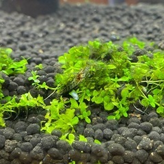 シュリンプとエンドラーズライブベアラー稚魚2匹の画像