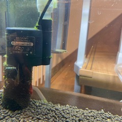 シュリンプとエンドラーズライブベアラー稚魚2匹の画像