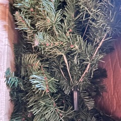 クリスマスツリー🌲無料🌲の画像