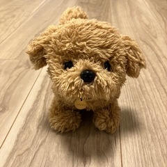 【小さいお子さまのいる方限定】　ピッコリーネトイプードルの画像