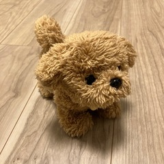 【小さいお子さまのいる方限定】　ピッコリーネトイプードルの画像