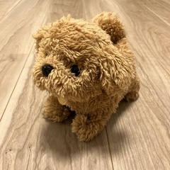 【小さいお子さまのいる方限定】　ピッコリーネトイプードルの画像