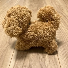 【小さいお子さまのいる方限定】　ピッコリーネトイプードルの画像